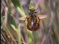 Wild orchid wasp mimic - David Attenborough - BBC