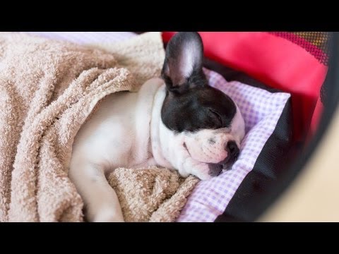 how to care a puppy
