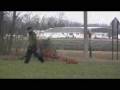 videos de Vizsla Savannah - Dog Training Graduate