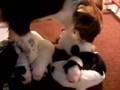 Bebes de Border Collie 7 Días