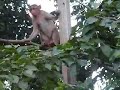 Monkeys in Matheran