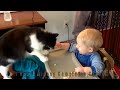 funny cats compilation most popular hour long cats compilation