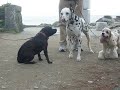 まさか近所にStaffordshire Bull Terrierがいたなんて！1歳半のメス「こころ」ちゃん。ブリンドルカラーがきれいです。
