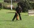 Starting Obedience