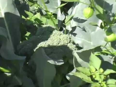 how to grow broccoli