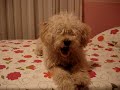 Minha cachorrinha poodle latindo