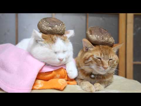 しいたけ Mushroom hat and cat