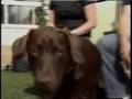 Maggots and Carcasses in Purina Puppy Food from Petsmart