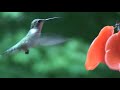 Hummingbird keeping an eye out