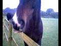 horsy the builder