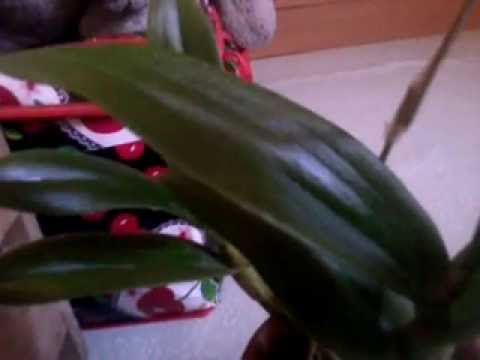 how to fertilize fiddle leaf fig