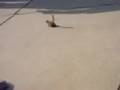 Chipmunk at Mt. Rushmore
