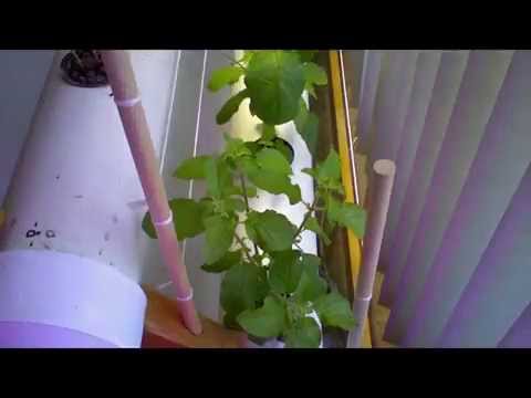 how to care tulsi plant in winter