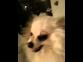 Bellas pissed