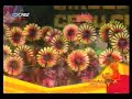 Cebu Sinulog 2007 and PINTAFLORES SAN CARLOS CITY NEGROS OCC