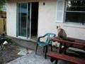 Samoyed Ruby herding Snickers the cat.AVI