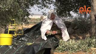 إطلاق موسم قطف الزيتون في الخليل قرب الجدار في بيت عوا