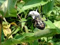Huge Argiope Aurantia Wrapping a Bumblebee