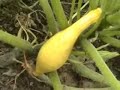 Vegetable Garden, May 26, 2008 part 1 Vegetable Garden, May 26, 2008 part 1