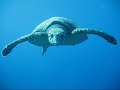 a kiss from the caretta turtle, Dahab, Blue Hole 2007
