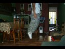 the white stripes  stop motion 