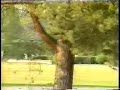 My Horse Lataster in action-1.5.1998 My Horse Lataster in action-1.5.1998