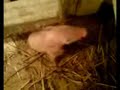 Piggy with epilepsy Piggy with epilepsy