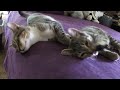 Kittens being sleepy and lazy