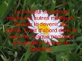 Petites fleurs Petites fleurs
