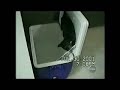 Cat Antics Cat Antics