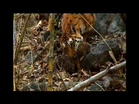tiger %