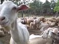 How to Make Pecorino Cheese (Featuring... actual sheep!)