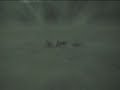 STANDOFF COYOTES VS. SIX DEER-POUNCE ATTACK KILL PLAY Pt 2 STANDOFF COYOTES VS. SIX DEER-POUNCE ATTACK KILL PLAY Pt 2