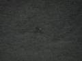 STANDOFF-COYOTES-VS-