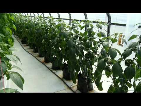 how to fertilize greenhouse tomatoes
