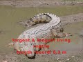 Largest, Longest, Tallest Animals! Part 1 Largest, Longest, Tallest Animals! Part 1