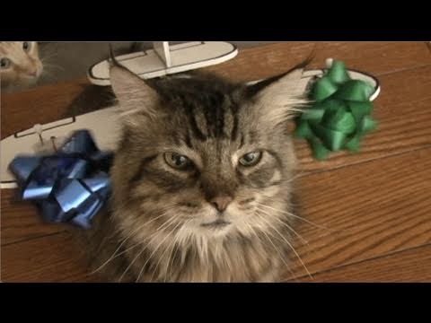 How To Make Holiday Cat Accessories