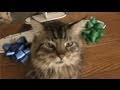 Festive Mechanized Holiday Cat Accessories