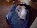 Bichón Frisé video