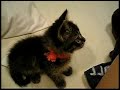 cute kitten or mouse trap