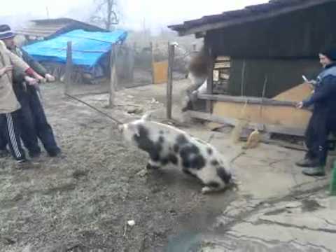 svinje - Klanje svinje Bojan - Lapovo.