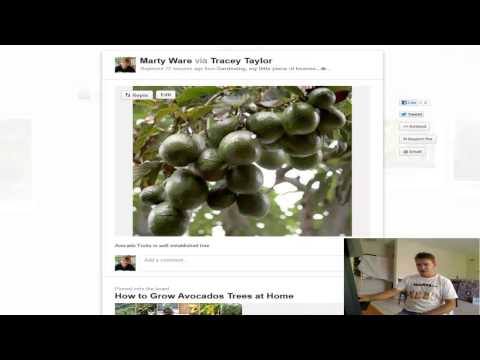 how to fertilize your avocado tree