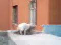 bu kedi mahallenin nuri alçosu