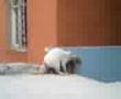 cenabet kedi