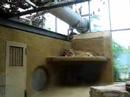 Lions at Munich zoo. Lions at Munich zoo.