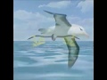 New Sea Eagle SE7 Promo.wmv
