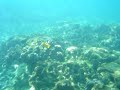 turtle & fish at kahalu\ turtle & fish at kahalu\