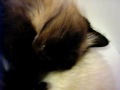 Snoring kitty