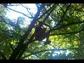 Click here to watch this video Little kid falls out of tree!!!