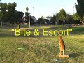 Sit Means Sit Dog Training in Los Angeles